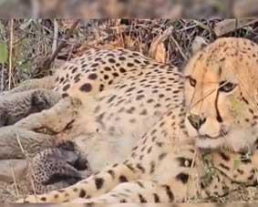 ഇത് ചരിത്ര നാഴികക്കല്ല്; കുനോ ദേശീയോദ്യാനത്തിൽ ഇന്ത്യയിൽ ജനിച്ച ചീറ്റ 5 കുഞ്ഞുങ്ങൾക്ക് ജന്മം നൽകി