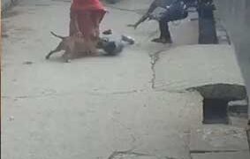 6 വയസുകാരന്റെ ചെവി കടിച്ചെടുത്ത് പിറ്റ്ബുള്; ഉടമ അറസ്റ്റില്, ഞെട്ടിക്കുന്ന ദൃശ്യങ്ങൾ പുറത്ത്