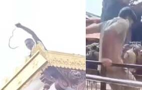 പതിനെട്ടാംപടിക്ക് സമീപത്തെ റൂഫിനു മുകളിൽ പച്ചില പാമ്പ്; ശബരിമല സന്നിധാനത്ത് പാമ്പിനെ പിടികൂടി