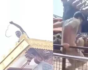 പതിനെട്ടാംപടിക്ക് സമീപത്തെ റൂഫിനു മുകളിൽ പച്ചില പാമ്പ്; ശബരിമല സന്നിധാനത്ത് പാമ്പിനെ പിടികൂടി