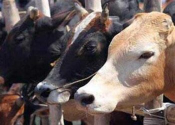 ​ഗുജറാത്തിൽ പശുവിനെ കശാപ്പ് ചെയ്തകേസിൽ 3 പേർക്ക് ജീവപര്യന്തം തടവ്, 18 ലക്ഷം രൂപ പിഴ!! ‘ചരിത്രപരമായ വിധി’- മുഖ്യമന്ത്രി ഭൂപേന്ദ്ര പട്ടേൽ