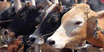 ​ഗുജറാത്തിൽ പശുവിനെ കശാപ്പ് ചെയ്തകേസിൽ 3 പേർക്ക് ജീവപര്യന്തം തടവ്, 18 ലക്ഷം രൂപ പിഴ!! ‘ചരിത്രപരമായ വിധി’- മുഖ്യമന്ത്രി ഭൂപേന്ദ്ര പട്ടേൽ