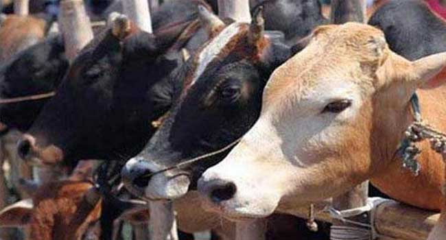 ​ഗുജറാത്തിൽ പശുവിനെ കശാപ്പ് ചെയ്തകേസിൽ 3 പേർക്ക് ജീവപര്യന്തം തടവ്, 18 ലക്ഷം രൂപ പിഴ!! ‘ചരിത്രപരമായ വിധി’- മുഖ്യമന്ത്രി ഭൂപേന്ദ്ര പട്ടേൽ