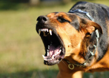 ഇലക്ട്രിക്ക് വര്‍ക്ക് ചെയ്യുന്നതിനിടെ വളര്‍ത്തുനായ പാഞ്ഞടുത്തു, ഭയന്നോടിയ യുവാവ് മൂന്നാം നിലയില്‍ നിന്ന് വീണുമരിച്ചു, നായയെ വളര്‍ത്തിയത് ലൈസന്‍സില്ലാതെ, ഉടമയ്ക്കെതിരെ കേസ്