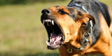 ഇലക്ട്രിക്ക് വര്‍ക്ക് ചെയ്യുന്നതിനിടെ വളര്‍ത്തുനായ പാഞ്ഞടുത്തു, ഭയന്നോടിയ യുവാവ് മൂന്നാം നിലയില്‍ നിന്ന് വീണുമരിച്ചു, നായയെ വളര്‍ത്തിയത് ലൈസന്‍സില്ലാതെ, ഉടമയ്ക്കെതിരെ കേസ്