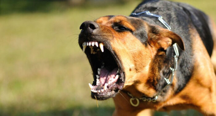 ഇലക്ട്രിക്ക് വര്‍ക്ക് ചെയ്യുന്നതിനിടെ വളര്‍ത്തുനായ പാഞ്ഞടുത്തു, ഭയന്നോടിയ യുവാവ് മൂന്നാം നിലയില്‍ നിന്ന് വീണുമരിച്ചു, നായയെ വളര്‍ത്തിയത് ലൈസന്‍സില്ലാതെ, ഉടമയ്ക്കെതിരെ കേസ്