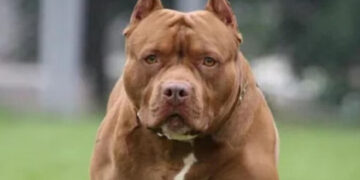 കളിച്ചുകൊണ്ടിരിക്കുകയായിരുന്ന ആറു വയസുകാരന്റെ ചെവി കടിച്ചെടുത്ത് പിറ്റ്ബുള്, ഗുരുതര പരിക്കേറ്റ കുട്ടി ചികിത്സയില്, ഉടമ പൊലീസ് കസ്റ്റഡിയില്