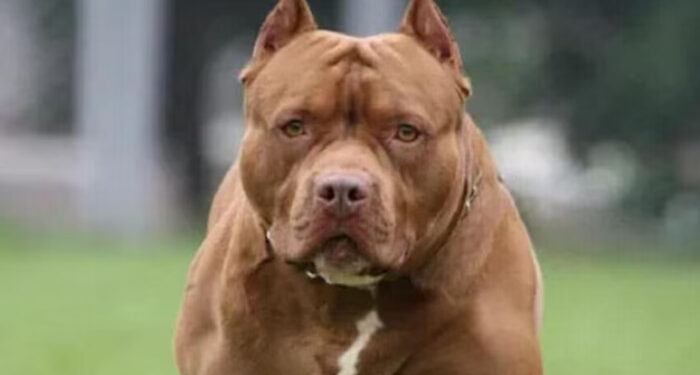 കളിച്ചുകൊണ്ടിരിക്കുകയായിരുന്ന ആറു വയസുകാരന്റെ ചെവി കടിച്ചെടുത്ത് പിറ്റ്ബുള്, ഗുരുതര പരിക്കേറ്റ കുട്ടി ചികിത്സയില്, ഉടമ പൊലീസ് കസ്റ്റഡിയില്