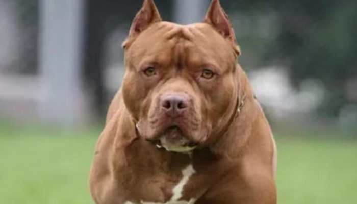 കളിച്ചുകൊണ്ടിരിക്കുകയായിരുന്ന ആറു വയസുകാരന്റെ ചെവി കടിച്ചെടുത്ത് പിറ്റ്ബുള്, ഗുരുതര പരിക്കേറ്റ കുട്ടി ചികിത്സയില്, ഉടമ പൊലീസ് കസ്റ്റഡിയില്