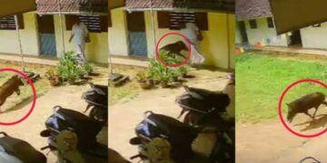 ഓഫീസിലേക്ക് കോളേജ് വരാന്തയിലൂടെ നടന്നു വരികയായിരുന്ന അധ്യാപകനു നേരെ പാഞ്ഞടുത്ത് കാട്ടുപന്നി, പൊടുന്നനെ ഒഴിഞ്ഞുമാറിയപ്പോൾ ബാലൻസ് കിട്ടാതെ പന്നി ചെന്നിടിച്ചത് ക്ലാസിന്റെ ചുമരിൽ, വിദ്യാർഥികളാരും പുറത്തില്ലാത്തതിനാൽ ഒഴിവായത് വൻ അപകടം