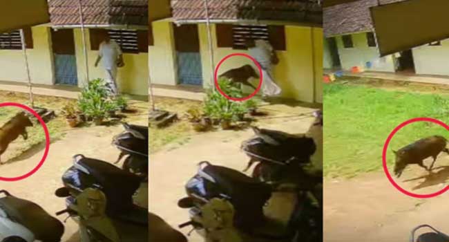 ഓഫീസിലേക്ക് കോളേജ് വരാന്തയിലൂടെ നടന്നു വരികയായിരുന്ന അധ്യാപകനു നേരെ പാഞ്ഞടുത്ത് കാട്ടുപന്നി, പൊടുന്നനെ ഒഴിഞ്ഞുമാറിയപ്പോൾ ബാലൻസ് കിട്ടാതെ പന്നി ചെന്നിടിച്ചത് ക്ലാസിന്റെ ചുമരിൽ, വിദ്യാർഥികളാരും പുറത്തില്ലാത്തതിനാൽ ഒഴിവായത് വൻ അപകടം