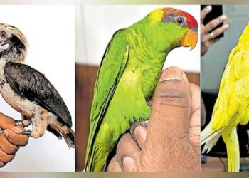 കസ്റ്റംസെത്തിയതെ പക്ഷിക്കടത്ത് സംഘം സ്ഥിരം നമ്പർ പുറത്തെടുത്തു… 7 വയസുള്ള കുട്ടിയുടെ അനവസരത്തിലുള്ള കരച്ചിൽ ദമ്പതികൾ വലയിൽ!! പിടിയിലായവരുടെ ബാ​ഗിൽ ലക്ഷങ്ങൾ വിലമതിക്കുന്ന തത്തകളുൾപ്പെടെ 11 പക്ഷികൾ, മയങ്ങാനുള്ള മരുന്നുകൾ നൽകിയിരിക്കാമെന്ന് കസ്റ്റംസ്