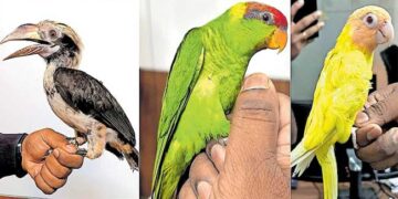 കസ്റ്റംസെത്തിയതെ പക്ഷിക്കടത്ത് സംഘം സ്ഥിരം നമ്പർ പുറത്തെടുത്തു… 7 വയസുള്ള കുട്ടിയുടെ അനവസരത്തിലുള്ള കരച്ചിൽ ദമ്പതികൾ വലയിൽ!! പിടിയിലായവരുടെ ബാഗിൽ ലക്ഷങ്ങൾ വിലമതിക്കുന്ന തത്തകളുൾപ്പെടെ 11 പക്ഷികൾ, മയങ്ങാനുള്ള മരുന്നുകൾ നൽകിയിരിക്കാമെന്ന് കസ്റ്റംസ്