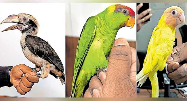 കസ്റ്റംസെത്തിയതെ പക്ഷിക്കടത്ത് സംഘം സ്ഥിരം നമ്പർ പുറത്തെടുത്തു… 7 വയസുള്ള കുട്ടിയുടെ അനവസരത്തിലുള്ള കരച്ചിൽ ദമ്പതികൾ വലയിൽ!! പിടിയിലായവരുടെ ബാഗിൽ ലക്ഷങ്ങൾ വിലമതിക്കുന്ന തത്തകളുൾപ്പെടെ 11 പക്ഷികൾ, മയങ്ങാനുള്ള മരുന്നുകൾ നൽകിയിരിക്കാമെന്ന് കസ്റ്റംസ്