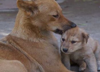 കാണുന്നവർ കല്ലെറിഞ്ഞ് ഓടിക്കും, ചിലപ്പോ തിളച്ചവെള്ളം ദേഹത്തൊഴിക്കും, എങ്കിലും ആ മൃ​ഗങ്ങൾക്കറിയാം ജീവന്റെ വില…ഡിസംബറിന്റെ കൊടുംതണുപ്പിൽ തങ്ങൾക്കരികിൽ പെറ്റമ്മയാൽ ഉപേക്ഷിക്കപ്പെട്ട കൊച്ചുജീവന് അവർ രക്ഷാവലയം തീർത്തു… നുള്ളിനോവിക്കപോലും ചെയ്യാതെ… അവനരികിലേക്ക് സുരക്ഷിതമായ ആ കരങ്ങളെത്തുന്നവരെ…