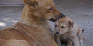 കാണുന്നവർ കല്ലെറിഞ്ഞ് ഓടിക്കും, ചിലപ്പോ തിളച്ചവെള്ളം ദേഹത്തൊഴിക്കും, എങ്കിലും ആ മൃ​ഗങ്ങൾക്കറിയാം ജീവന്റെ വില…ഡിസംബറിന്റെ കൊടുംതണുപ്പിൽ തങ്ങൾക്കരികിൽ പെറ്റമ്മയാൽ ഉപേക്ഷിക്കപ്പെട്ട കൊച്ചുജീവന് അവർ രക്ഷാവലയം തീർത്തു… നുള്ളിനോവിക്കപോലും ചെയ്യാതെ… അവനരികിലേക്ക് സുരക്ഷിതമായ ആ കരങ്ങളെത്തുന്നവരെ…