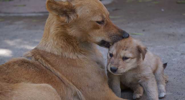 കാണുന്നവർ കല്ലെറിഞ്ഞ് ഓടിക്കും, ചിലപ്പോ തിളച്ചവെള്ളം ദേഹത്തൊഴിക്കും, എങ്കിലും ആ മൃ​ഗങ്ങൾക്കറിയാം ജീവന്റെ വില…ഡിസംബറിന്റെ കൊടുംതണുപ്പിൽ തങ്ങൾക്കരികിൽ പെറ്റമ്മയാൽ ഉപേക്ഷിക്കപ്പെട്ട കൊച്ചുജീവന് അവർ രക്ഷാവലയം തീർത്തു… നുള്ളിനോവിക്കപോലും ചെയ്യാതെ… അവനരികിലേക്ക് സുരക്ഷിതമായ ആ കരങ്ങളെത്തുന്നവരെ…
