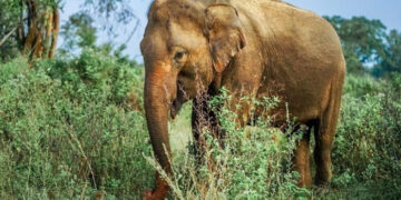 വെടിവച്ച് പരിക്കേല്പ്പിച്ചതിന് പിന്നാലെ വാലിന് തീ കൊളുത്തി, കാട്ടാനയെ ജീവനോടെ തീകൊളുത്തിക്കൊന്ന മൂന്നുപേര് അറസ്റ്റില്
