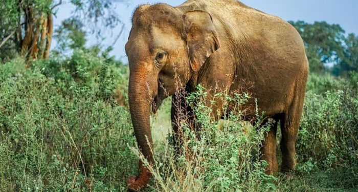 വെടിവച്ച് പരിക്കേല്പ്പിച്ചതിന് പിന്നാലെ വാലിന് തീ കൊളുത്തി, കാട്ടാനയെ ജീവനോടെ തീകൊളുത്തിക്കൊന്ന മൂന്നുപേര് അറസ്റ്റില്
