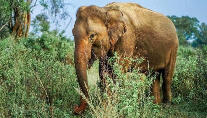 വെടിവച്ച് പരിക്കേല്പ്പിച്ചതിന് പിന്നാലെ വാലിന് തീ കൊളുത്തി, കാട്ടാനയെ ജീവനോടെ തീകൊളുത്തിക്കൊന്ന മൂന്നുപേര് അറസ്റ്റില്
