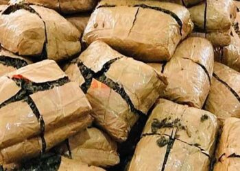 ഭീകരനാ ഇവൻ കൊടുംഭീകരൻ, അന്ന് 802 കുപ്പി മദ്യം വെള്ളം തൊടാതെ അടിച്ചുതീർത്തു, ഇന്ന് ഒരു കോടിയുടെ കഞ്ചാവ് വലിച്ചുതള്ളി… 200 കിലോ കഞ്ചാവ് എലി നശിപ്പിച്ചെന്ന് പോലീസ് കോടതിയിൽ, നടന്നത് ഗുരുതര അനാസ്ഥ, തെളിവില്ലാത്തതിനാൽ പ്രതിയെ വെറുതെവിട്ട് കോടതി