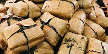 ഭീകരനാ ഇവൻ കൊടുംഭീകരൻ, അന്ന് 802 കുപ്പി മദ്യം വെള്ളം തൊടാതെ അടിച്ചുതീർത്തു, ഇന്ന് ഒരു കോടിയുടെ കഞ്ചാവ് വലിച്ചുതള്ളി… 200 കിലോ കഞ്ചാവ് എലി നശിപ്പിച്ചെന്ന് പോലീസ് കോടതിയിൽ, നടന്നത് ഗുരുതര അനാസ്ഥ, തെളിവില്ലാത്തതിനാൽ പ്രതിയെ വെറുതെവിട്ട് കോടതി