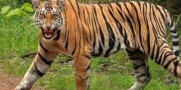 നാട്ടിൽ കടുവയിറങ്ങി!! വയനാട് പനമരത്തും കണിയാമ്പറ്റയിലും വിവിധ വാർഡുകളിൽ വിദ്യാഭ്യാസ സ്ഥാപനങ്ങൾക്ക് ഇന്ന് അവധി