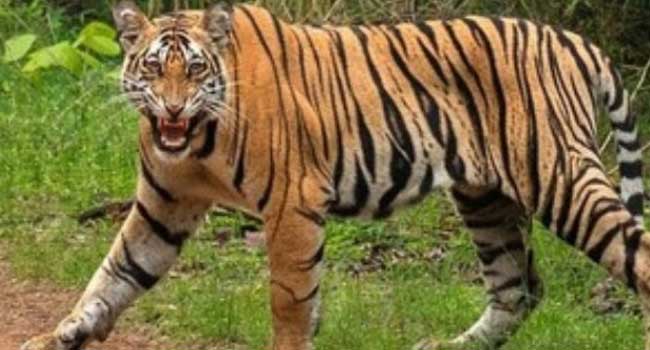 നാട്ടിൽ കടുവയിറങ്ങി!! വയനാട് പനമരത്തും കണിയാമ്പറ്റയിലും വിവിധ വാർഡുകളിൽ വിദ്യാഭ്യാസ സ്ഥാപനങ്ങൾക്ക് ഇന്ന് അവധി