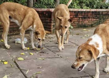 ഏത് നായ രാവിലെ എന്ത് മാനസികാവസ്ഥയിൽ ആയിരിക്കുമെന്ന് നിങ്ങൾക്കറിയുമോ? കടിക്കാതിരിക്കാൻ നായയ്ക്ക് ഇനി കൗൺസിലിങ് കൂടി കൊടുക്കാൻ ബാക്കിയുള്ളു…കോടതി പരിസരങ്ങളിലും സ്‌കൂളുകളിലും ആശുപത്രികളിലും എന്തിനാണ് നായ്ക്കളുടെ ആവശ്യം? മൃ​ഗ സ്നേഹികളെ പരിഹസിച്ചും ചോദ്യങ്ങൾ ചോദിച്ചും സുപ്രിംകോടതി
