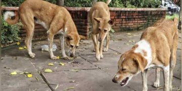 രാവിലെ ഏത് നായ എന്ത് മാനസികാവസ്ഥയിൽ ആയിരിക്കുമെന്ന് നിങ്ങൾക്കറിയുമോ? കടിക്കാതിരിക്കാൻ നായയ്ക്ക് ഇനി കൗൺസലിങ് കൂടി കൊടുക്കാൻ ബാക്കിയുള്ളു…കോടതി പരിസരങ്ങളിലും സ്‌കൂളുകളിലും ആശുപത്രികളിലും എന്തിനാണ് നായ്ക്കളുടെ ആവശ്യം? മൃ​ഗ സ്നേഹികളെ പരിഹസിച്ചും ചോദ്യങ്ങൾ ചോദിച്ചും സുപ്രിംകോടതി