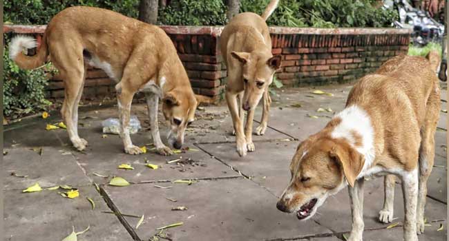 രാവിലെ ഏത് നായ എന്ത് മാനസികാവസ്ഥയിൽ ആയിരിക്കുമെന്ന് നിങ്ങൾക്കറിയുമോ? കടിക്കാതിരിക്കാൻ നായയ്ക്ക് ഇനി കൗൺസലിങ് കൂടി കൊടുക്കാൻ ബാക്കിയുള്ളു…കോടതി പരിസരങ്ങളിലും സ്‌കൂളുകളിലും ആശുപത്രികളിലും എന്തിനാണ് നായ്ക്കളുടെ ആവശ്യം? മൃ​ഗ സ്നേഹികളെ പരിഹസിച്ചും ചോദ്യങ്ങൾ ചോദിച്ചും സുപ്രിംകോടതി