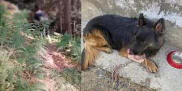 ഭീകരരെ പിടിക്കാൻ വഴികാട്ടിയായത് ടൈസൺ, പിടിവീഴുമെന്ന് മനസിലായതോടെ അവർ അവന് നേരെ നിറയൊഴിച്ചു, മുറിവു പറ്റിയ കാലുമായി അവൻ കുരച്ചുകൊണ്ട് അവർക്ക് നേരെ ചാടി… മൂന്ന് ജെയ്ഷെ ഭീകരരെ വധിക്കാൻ സൈന്യത്തെ സഹായിച്ചത് സൈനിക നായ!! ഗുരുതരമായി പരുക്കേറ്റ നായയെ ഹെലികോപ്റ്റർ മാർഗം വെറ്ററിനറി ആശുപത്രിയിലേക്ക് മാറ്റി