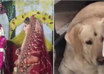 വർഷങ്ങളായുള്ള പ്രണയം, ഇടയ്ക്ക് ഒളിച്ചോ‌‌ട്ടം, ഒടുവിൽ വീട്ടുകാരുടെ അനു​ഗ്രഹത്തോടെ മണ്ഡപം വരെയെത്തി… കാര്യങ്ങൾ കൈവിട്ടുപോയത് വധുവിന്റെ പ്രിയപ്പെട്ട നായയുടെ ഒറ്റ കുരയിൽ… ബഹളം വച്ച നായയെ വരന്റെ ബന്ധു തല്ലിയതോടെ മണ്ഡപം അടിയുടെ പൂരപ്പറമ്പ്, ഒടുവിൽ എനിക്ക് നിന്നെ വേണ്ടെടാ-എന്ന് വധു