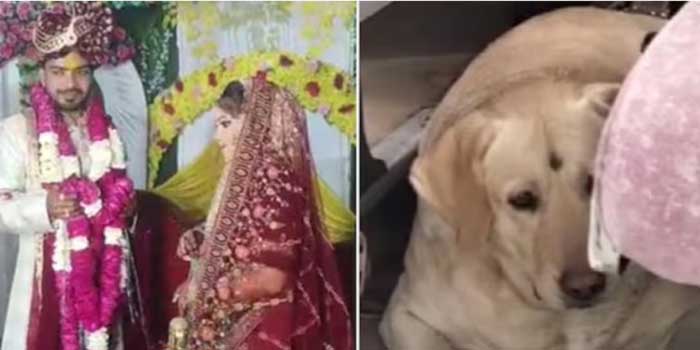 വർഷങ്ങളായുള്ള പ്രണയം, ഇടയ്ക്ക് ഒളിച്ചോട്ടം, ഒടുവിൽ വീട്ടുകാരുടെ അനുഗ്രഹത്തോടെ മണ്ഡപം വരെയെത്തി… കാര്യങ്ങൾ കൈവിട്ടുപോയത് വധുവിന്റെ പ്രിയപ്പെട്ട നായയുടെ ഒറ്റ കുരയിൽ… ബഹളം വച്ച നായയെ വരന്റെ ബന്ധു തല്ലിയതോടെ മണ്ഡപം അടിയുടെ പൂരപ്പറമ്പ്, ഒടുവിൽ എനിക്ക് നിന്നെ വേണ്ടെടാ-എന്ന് വധു