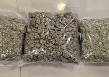 23 കോടി വിലവരുന്ന 23 കിലോ ഹൈഡ്രോപോണിക് കഞ്ചാവുമായി 6 മലയാളി യുവാക്കൾ ചെന്നെെയിൽ പിടിയിൽ, പിടിയിലായത് തായ്ലൻഡിൽ നിന്ന് രണ്ട് വിമാനങ്ങളിലായെത്തിയ ആറ് ഐടി ജീവനക്കാർ