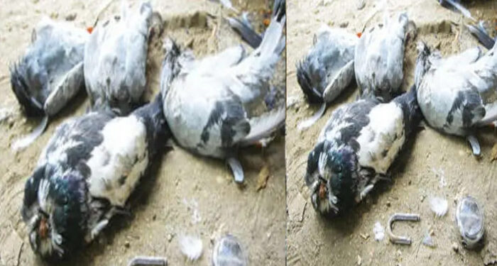 വില്പ്പനസംബന്ധിച്ച് വാക്കുതര്ക്കം, വീട്ടുവളപ്പില് അതിക്രമിച്ച് കയറി 36 പ്രാവുകളെ കഴുത്തറുത്ത് കൊന്നു, കൂട് പൂര്ണമായി തല്ലി തകര്ത്ത നിലയില്