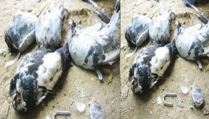 വില്പ്പനസംബന്ധിച്ച് വാക്കുതര്ക്കം, വീട്ടുവളപ്പില് അതിക്രമിച്ച് കയറി 36 പ്രാവുകളെ കഴുത്തറുത്ത് കൊന്നു, കൂട് പൂര്ണമായി തല്ലി തകര്ത്ത നിലയില്