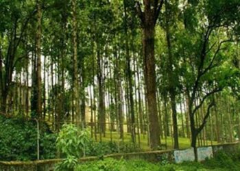 പുരയിടത്തിൽ ചന്ദന മരമുണ്ടെങ്കിൽ അങ്ങ് വെട്ടി വിറ്റേക്കണം പിള്ളേച്ചാ, ഒരുത്തരേയും പേടിക്കേണ്ടന്നേ…ദുട്ട് ഇനി നമ്മുടെ പോക്കറ്റിൽ തന്നെ വീഴും… നിയമമായി