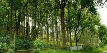 പുരയിടത്തിൽ ചന്ദന മരമുണ്ടെങ്കിൽ അങ്ങ് വെട്ടി വിറ്റേക്കണം പിള്ളേച്ചാ, ഒരുത്തരേയും പേടിക്കേണ്ടന്നേ…ദുട്ട് ഇനി നമ്മുടെ പോക്കറ്റിൽ തന്നെ വീഴും… നിയമമായി