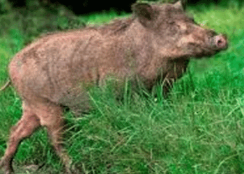 വായനശാലയുടെ വിജ്ഞാനോത്സവ പരിപാടിക്കിടെ കാട്ടുപന്നി ആക്രമണം; മൂന്ന് പേർക്ക് പരിക്ക്