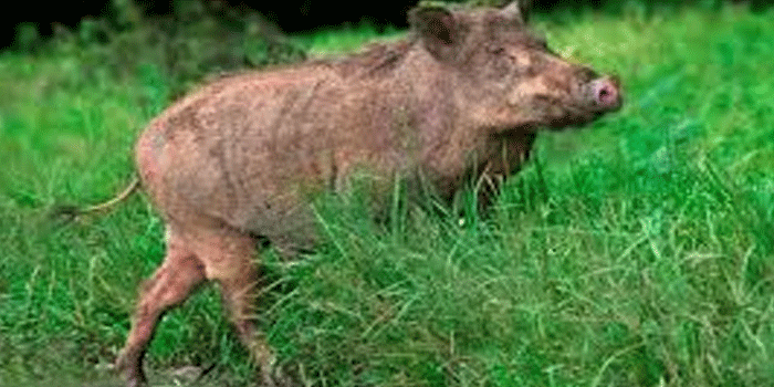 വായനശാലയുടെ വിജ്ഞാനോത്സവ പരിപാടിക്കിടെ കാട്ടുപന്നി ആക്രമണം; മൂന്ന് പേർക്ക് പരിക്ക്