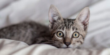 പൂച്ചയെ വളര്‍ത്തുന്നതിന് മാതാപിതാക്കള്‍ തടസം നിന്നു,  വിഷമം സഹിക്കാന്‍ കഴിയാതെ 23കാരിയായ യുവ ഡോക്ടര്‍ ആത്മഹത്യ ചെയ്തു