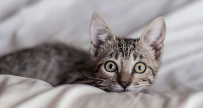 പൂച്ചയെ വളര്‍ത്തുന്നതിന് മാതാപിതാക്കള്‍ തടസം നിന്നു,  വിഷമം സഹിക്കാന്‍ കഴിയാതെ 23കാരിയായ യുവ ഡോക്ടര്‍ ആത്മഹത്യ ചെയ്തു