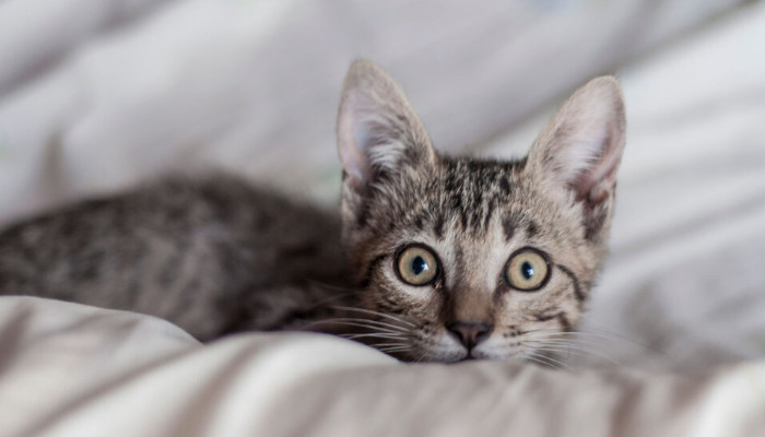 പൂച്ചയെ വളര്ത്തുന്നതിന് മാതാപിതാക്കള് തടസം നിന്നു, വിഷമം സഹിക്കാന് കഴിയാതെ 23കാരിയായ യുവ ഡോക്ടര് ആത്മഹത്യ ചെയ്തു