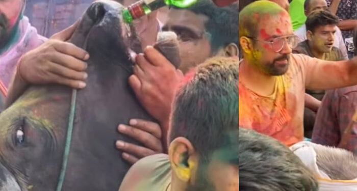 ഇവര്‍ക്ക് തലച്ചോറില്ലേ?? ഗോ സംരക്ഷകര്‍ എവിടെ പോയി?? ഹോളി ആഘോഷത്തിനിടെ പശുവിന്റെ വായ ബലമായി തുറന്ന് മദ്യം കുടിപ്പിച്ച് യുവാക്കള്‍, കയ്യടിച്ച് പ്രോത്സാഹിപ്പിച്ച് ആള്‍ക്കൂട്ടം, രൂക്ഷവിമര്‍ശനവുമായി സോഷ്യല്‍ മീഡിയ