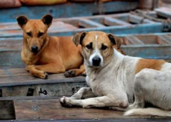 ശല്യം സഹിക്കാനാകുന്നില്ല, നൂറോളം തെരുവ് നായ്ക്കളെ വിഷം കുത്തിവച്ച് കൊന്നു,  തെളിവ് നശിപ്പിക്കാന്‍ കൂട്ടത്തോടെ കുഴിച്ചുമൂടി, പ്രതിഷേധവുമായി മൃഗസ്നേഹികൾ
