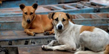 ശല്യം സഹിക്കാനാകുന്നില്ല, നൂറോളം തെരുവ് നായ്ക്കളെ വിഷം കുത്തിവച്ച് കൊന്നു, തെളിവ് നശിപ്പിക്കാന് കൂട്ടത്തോടെ കുഴിച്ചുമൂടി, പ്രതിഷേധവുമായി മൃഗസ്നേഹികൾ