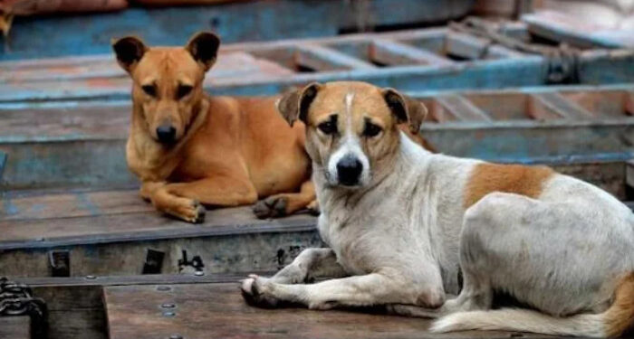 ശല്യം സഹിക്കാനാകുന്നില്ല, നൂറോളം തെരുവ് നായ്ക്കളെ വിഷം കുത്തിവച്ച് കൊന്നു, തെളിവ് നശിപ്പിക്കാന് കൂട്ടത്തോടെ കുഴിച്ചുമൂടി, പ്രതിഷേധവുമായി മൃഗസ്നേഹികൾ