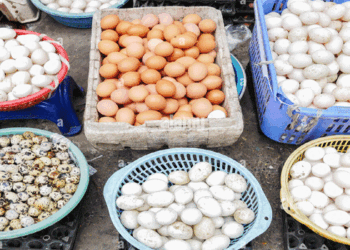 മുട്ടകളിൽ എക്സ്പിയറി ഡേറ്റ് നിർബന്ധമാക്കി ഉത്തർപ്രദേശ്;   മുട്ട ഇട്ട തിയതിയും പിന്നീട് 28 ദിവസം കഴിഞ്ഞുള്ള തിയ്യതിയുമാണ് രേഖപ്പെടുത്തേണ്ടത്