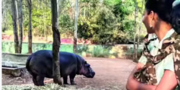 ഗര്‍ഭിണിയായ ഹിപ്പോപ്പൊട്ടാമസിന്റെ കടിയേറ്റ് ട്രെയിനി ഡോക്ടര്‍ക്ക് ദാരുണാന്ത്യം, മരിച്ചത് രക്തം വാര്‍ന്ന്, റിപ്പോര്‍ട്ട് തേടി വനം മന്ത്രി